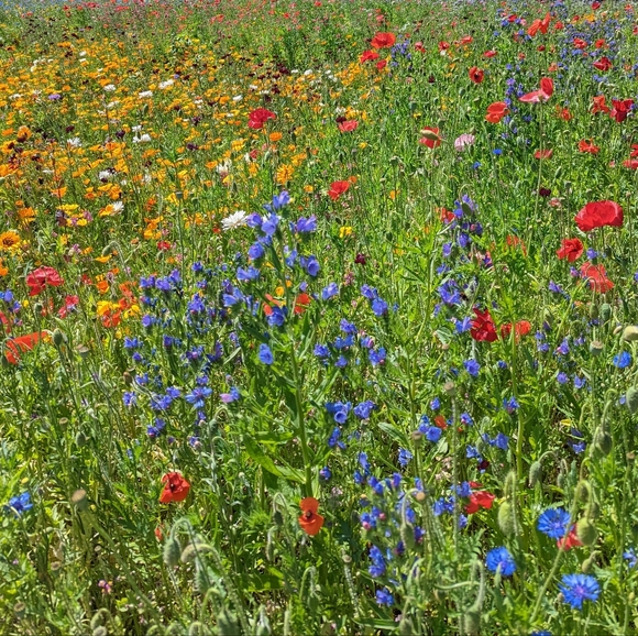 Meet your Posher, Emily - Picture 8 of 8